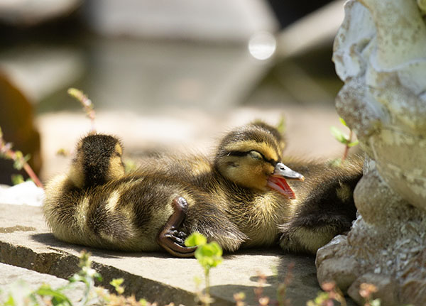 In this photo, sleepy Mallard ducklings bask on a sun-warmed rock beside our dragonfly pond. One of the ducklings is yawning. From many perspectives, these ducklings are resources to be managed and controlled. For me, here in my middle years, these ducklings are downy singularities of wonder and charm far more valuable than mere resources.