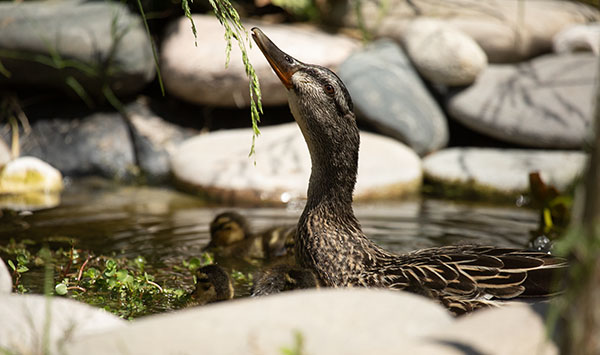 In this photo, the Mallard hen reaches up to strip seeds from an overhanging, overgrown, and unknown species of grass that was growing around the foot of the dragonfly pond. The hen is floating in the pond surrounded by her day-old brood.