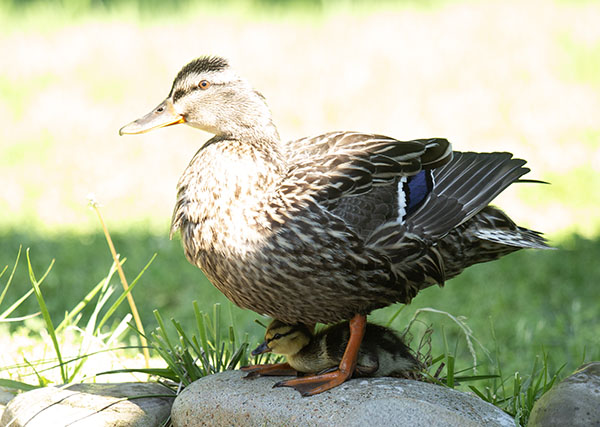 Photograph of the next-yard Mallard hen standing on the rock border of our dragonfly pond. One of her ducklings is crouched beneath her, safely hidden from aerial predators.