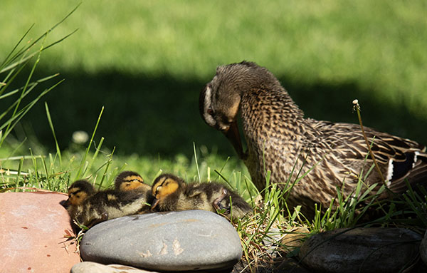 Photo of the next-yard hen and three of her ducklings. The ducklings are sleeping on the stone border of the dragonfly pond after a tiring swim, and the hen is standing in the grass behind them, preening her chest feathers.