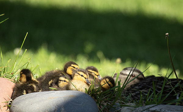 Photograph of the next-yard Mallard hen and her brood settling down for a sunlit nap beside the dragonfly pond. The hen (in the background) has tucked her bill under her wing feathers in a resting pose, but she still has one watchful eye on her ducklings. The ducklings are huddled together, some still awake, some already asleep, and some just in the process of nodding off.