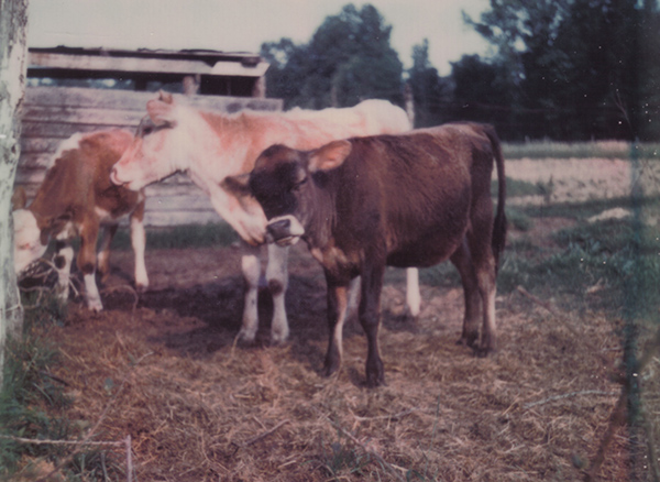 A 1970s-era photograph scanned from our family archive. Three young cows are standing near a fence line, pasture and woods in most of the background, with one wall of a weathered wooden shed visible. The cows are browsing through a scatter of trampled hay. The cows' coat colors indicate their mixed heritage. The cow closest to the camera strongly favors a Brown Swiss milk cow: its body is mostly dark brown with lighter shading on its legs and ears and a very pale muzzle with a dark nose. The middle cow likely has some Charolais beef breeding: its coloration is a patchy mix of pale tans and white. The cow furthest from the lens has markings typical of Hereford beef cattle: primarily reddish coloration with white legs, a white stripe down its back, and a white face.