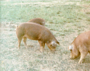 Another 1970s-era photo, scanned from the family archive. In this photo, three red pigs are grazing in a dry, clean patch of short pasture grass. The pigs are likely of Duroc descent, given their red coloration and the widespread popularity of the Duroc breed.