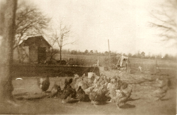 Scanned image of an early 1900s photograph from my grandmother's photo album. The sepia-toned black-and-white image shows a flock of large chickens foraging in a tight bunch, probably having just been given feed. Some of the chickens have dark feathers and some have light feathers. The background is bare-limbed trees (winter), a large flat field, a post-and-wire fence with a closer fence having its lower section blocked off by tin. There is also a small outbuilding with an open door, with what appears to be a tractor parked in front.