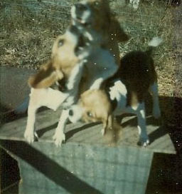 A small square photograph of three beagles, motion-blurred, play-fighting on top of a wooden doghouse. Shadows of fencing are visible on the doghouse. I believe these three beagles are Daisy, Fella, and Little Bit, though we also had a fourth beagle named Dan.
