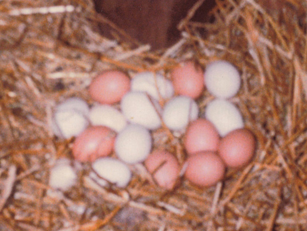 Late 1980s-era photograph of 11 white eggs and 7 brown eggs in a nest made of straw. This was Game Hen's nest to sit, though the eggs were likely provided by multiple hens. The nest was in the far back-right corner of a massive open-topped wooden crate/box the sat in the middle of the ancient out-of-service livestock trailer we used for straw, hay, and feed storage.