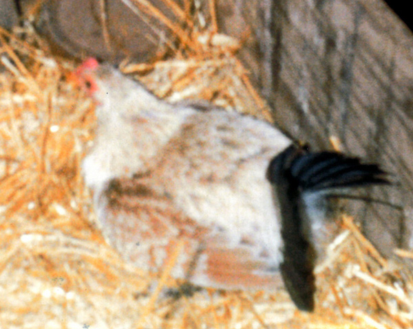 Late 1980s-era photograph of a gray-and-tan feathered game hen with black tail feathers. The hen is setting on a nest that she made in a deep pile of straw left in the bottom of a large wooden box that once held bales of straw. The colors in this photograph are over-bright due to using a flashbulb on the camera, and the image is somewhat blurry.