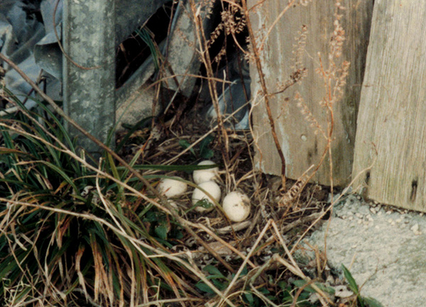 Late 1980s-era photograph of five large white eggs in a rough nest on the ground. The flat nest is made only of trampled grass and dry, dead weeds. The nest is positioned beneath an unused steel livestock gate that is leaning against the wall of a post-and-panel shed.