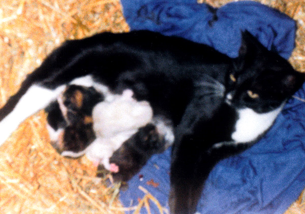 Late 1980s-era photograph of a golden-eyed black-and-white cat (Mischief) nursing a newborn litter of kittens. All are settled in a deep, warm nest of straw, loosely lined with an old blue shirt. There are five kittens, three tortoiseshell and two solid white (destined to develop silver-and-gray "points" typical of siamese, but with the much longer hair typical of ragdoll cats). This litter of kittens was delivered and nursed in the massive wooden open-topped crate/box that we used to store straw in the ancient out-of-service livestock trailer that served as our feed shed.