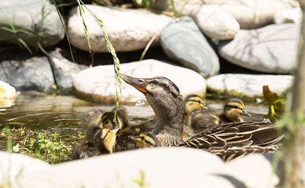 Photo from the spring of 2024, of a Mallard hen and her brood of ducklings swimming in the dragonfly pond. Here the hen is reaching up, tugging seeds from a long grass seedhead that had sagged over the pond's edge. One of her ducklings is reaching up, sampling the grassy seeds, while the others are milling around, watching.