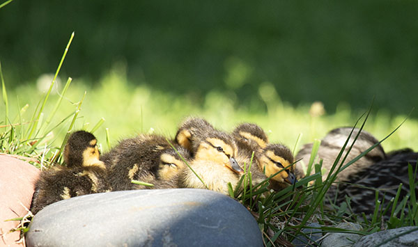 Photograph of a brood of Mallard ducklings huddled for a nap in the sunshine. The downy ducklings are yellow and brown with prominent eye stripes. Their mother is sleeping behind them, beak tucked under her wing feathers. Her feathers are shades of tan and gray, and she also has a prominent eye stripe. All are gathered on the stone border surrounding our dragonfly pond.