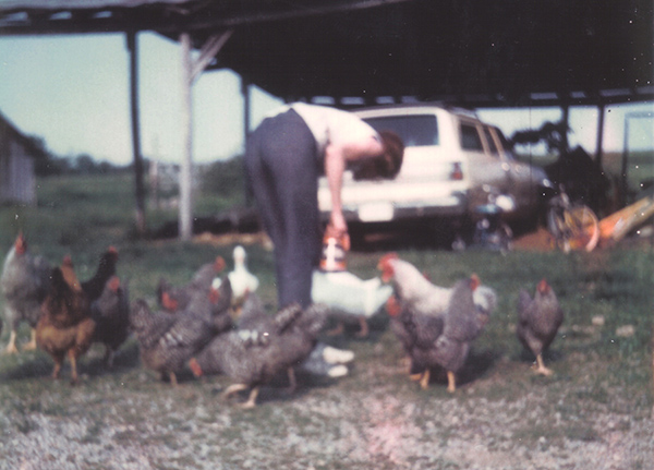 In this 1970s-era photograph, Mother is feeding a flock of some 15 chickens, along with 3 white ducks, from a repurposed coffee can filled with whatever mix of feed and corn was on the day's menu. The chickens are mostly gray-and-white speckled Dominiques (we called them "domineckers"), with a single white leghorn rooster and a few Rhode Island red hens. In the background, our white station wagon is parked under a pole shed, along with several bicycles. The photo is poorly focused with faded colors.