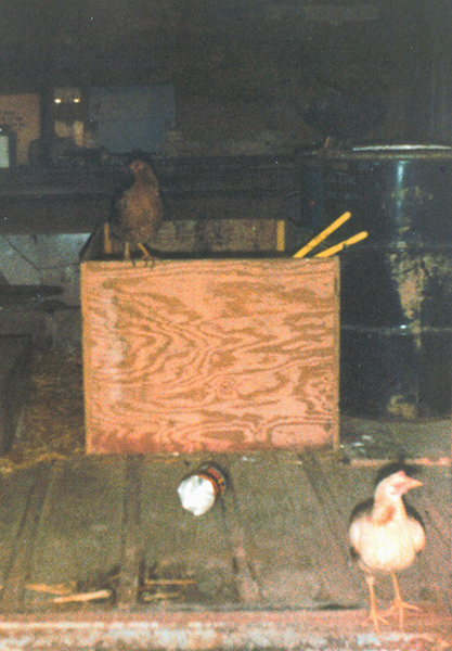 Late 1980s-era photograph of the inside of an ancient out-of-service livestock trailer that served as a shed for storing straw, hay, and feed. The trailer's flooring is wooden planks laid between steel bars. A massive, open-topped wooden crate/box is positioned in the middle of the trailer, an overturned tin can is on the floor in front of the box, and a large weathered 50-gallon oil drum is to the right. Game Hen is perched at the entryway, looking out. A reddish hen is perched on the edge of the large box, and another hen (mostly in shadow) is perched on the oil drum's closed lid. In the far background, shadows and reflections show equipment, bottles, and boxes stored (and long forgotten) on a shelf. The massive box once held bales of straw, but by this time held only a deep bed of leftover straw which was used by the cats and chickens for warm bedding. The oil drum held bags of feed. We kept the trailer doors closed, most of the time, but there were plenty of holes through the sides and bottom that the chickens, cats, rats, and opossums used for entry- and exit-ways.