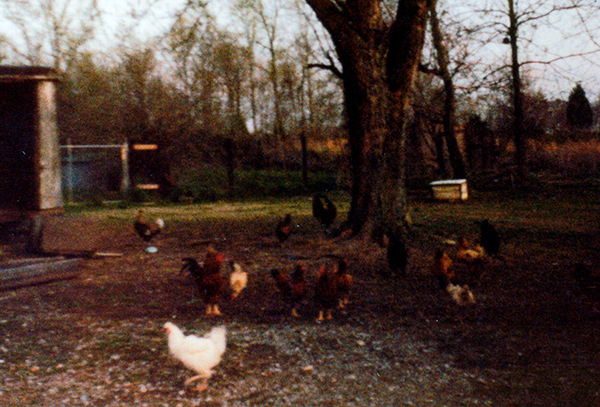 Mid-to-late-1980s-era photograph of our back yard, taken in late winter/early spring (indicated by the budding saplings in the background). Our small mixed flock of chickens, ranging in color from red-and-black to solid white, are resting, foraging, and roaming around the trunks and roots of a massive maple tree. An ancient out-of-service aluminum-sided livestock trailer is parked to the left, our wire-and-chain-link dog pen is in the left background, and a weathered old doghouse is in the middle background (used by cats, chickens, and yard dogs for warmth). 