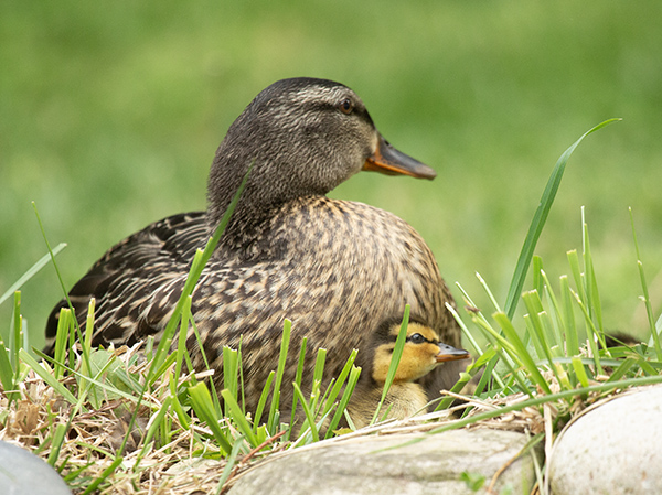 Photo of a Mallard hen settling for a rest beside the dragonfly pond. In this phot0, most of her ducklings were hidden beneath her, tucked into the feathers of her chest and abdomen. One duckling has not settled, yet, and is standing just under her neck, looking around. Another duckling is barely visible to the right of frame, mostly hidden by a tuft of short, cut grass.