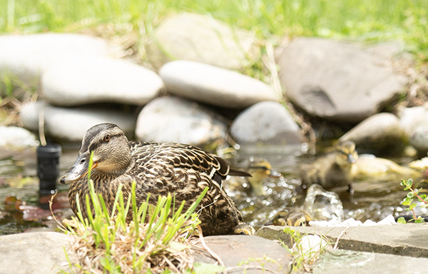 Photo of a Mallard hen just stepping up onto the stone border of the dragonfly pond. In the background, splashes and sprays of water fill the air, churned up by her recent splashy bath and the excited actions of her ducklings.