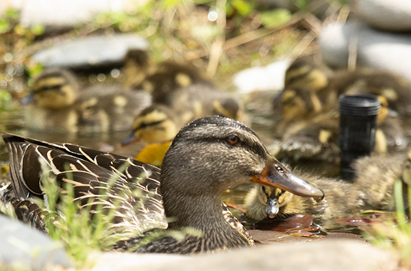 Photo of a Mallard hen and her ducklings in the dragonfly pond. Taken along ground level, the photo shows the hen's head and neck and back, with a blurred foreground of stone blocking the rest of her. Framed under the arch of her neck and chin, one of her ducklings is in sharp focus, facing the camera.
