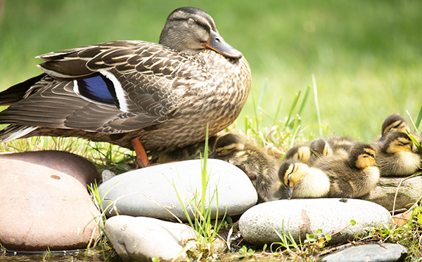 Photo of a Mallard hen drifting off to sleep while still standing. She is perched on the sunlit, stony border of our dragonfly pond. Her brood of ducklings are scattered under and in front of her, most in different sleep poses. One duckling is still awake, though visibly drowsy with half-closed eyes. Another duckling is barely balanced on the edge of a rounded, smooth stone, and appears on the verge of falling off backwards. Yet another duckling has nodded off with its neck bent and the tip of its beak just touching the sun-warmed rock. 