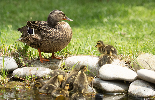 Photograph of a Mallard hen standing beside a small backyard pond. She is standing on one of the large, smooth river stones that border the pond. Her eleven ducklings (they're difficult to count, in this photo) had not yet mastered climbing on the stones. Two ducklings have reached a resting point, but the other nine are jammed together, scrambling for purchase, knocking each other aside, and climbing on top of each other as they struggle for footholds.