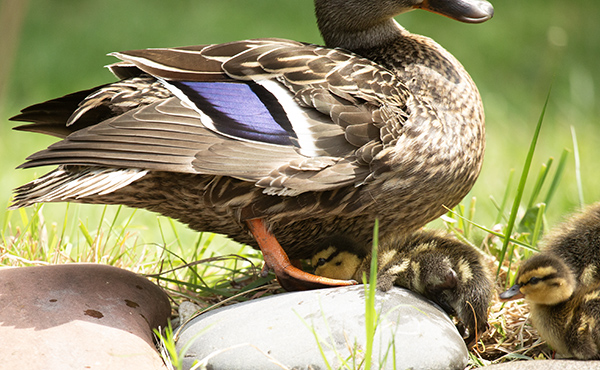 Photograph of a Mallard hen perched on a stone that is part of the border of our dragonfly pond. One of her days-old ducklings is scrambling up the stone's slope, trying to reach the safe and familiar comfort of her protection. Two other ducklings are in line, waiting to test their own climbing skills.