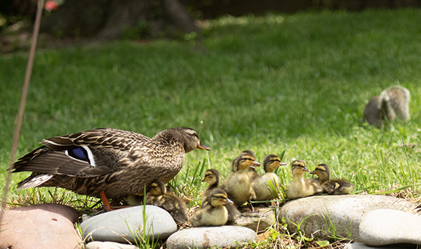 Photograph of a female Mallard threatening a squirrel that had ventured too close to her brood of days-old ducklings. The hen is standing over her brood, all gathered on the stone border of our dragonfly pond. The hen's stance is tense, head low and neck coiled, ready to strike at the squirrel should it venture closer. The squirrel's back is turned to the ducks, seemingly unaware that it has disturbed the scene.