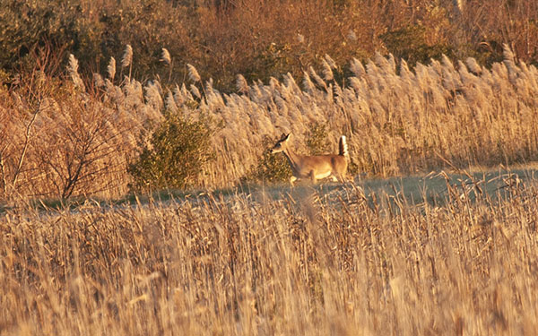 Photograph of a white-tailed deer that has just crossed a well-tended path in Back Bay Wildlife Refuge, in Virginia Beach, VA. The deer's coat is reddish-brown, lightening to pale tan under her abdomen and chin. (I assume she is a doe, as she has no antlers. Such assumptions are not always correct.) Her body language— erect tail, backward focused ears, and quick stride—indicate alertness. The photo's foreground and background are the deep brown and orange tones of winter dormancy, thick with tall grasses (including seagrasses) and winter-bare shrubs.