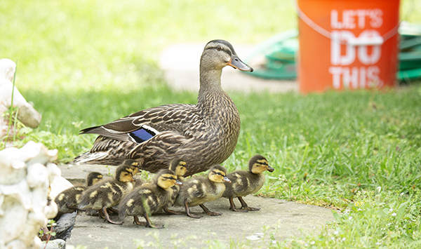 Photograph of a Mallard hen surrounded by seven of her ducklings as they leave the dragonfly pond for a bit of browsing in the grass. The hen's feathers are mottled and striped in shades of brown, except for a patch of bright blue edged by black and white on her primary wing feathers. Her ducklings are fluffy and downy with brown and yellow markings. In the background, an orange 5-gallon bucket is stamped with the big-box slogan "Let's Do This".