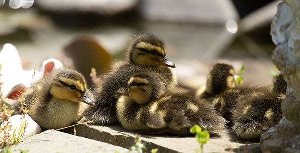 Photograph of a group of days-old Mallard ducklings basking in bright sunshine. The five ducklings are fluffy and downy with marbled brown and yellow markings. Two of the ducklings, seen in profile, each have a visible egg tooth on the tip of their beaks. The ducklings were gathered on a flagstone, with seashells and river rocks in the background, all part of the dragonfly pond's border.