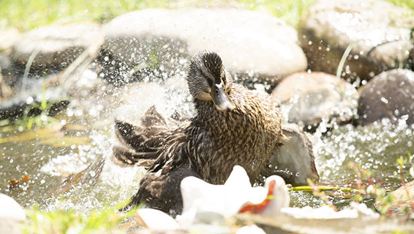 Photograph of a Mallard hen enjoying a splashy bath in our little backyard dragonfly pond. The hen brought her ducklings to the yard during their first few days off the nest, where they all swam and played and foraged in relative safety before heading out into Virginia's tidewaters.