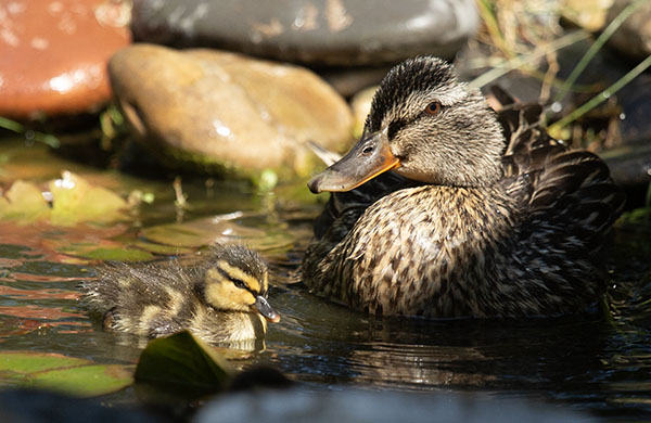 Photograph of a Mallard hen and duckling resting in a small backyard dragonfly pond. The hen and duckling are both sprinkled with water droplets. The hen's feathers are slightly ruffled.