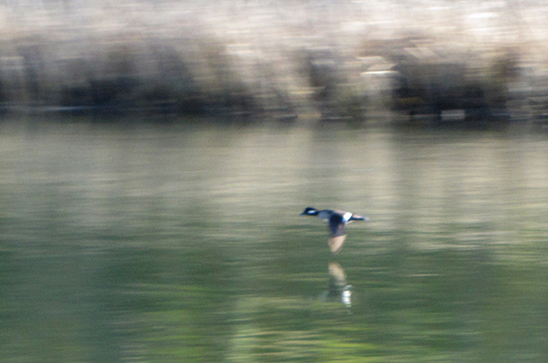 Motion-blurred photograph of a small Bufflehead duck flying along a narrow channel of water. The duck is captured mid-flap, wing tips nearly touching the water. The water is murky green, mid-channel, and reflects winter-pale stands of grasses along the edge.