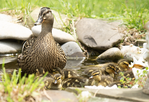 Photograph of a Mallard hen and her downy ducklings exploring a small backyard dragonfly pond. The hen is standing up in shallow water that doesn't reach her chest, while her ducklings are clumped near her in the water, some looking toward her and others showing interest in the pond's stone border.