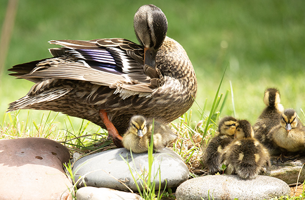 Photograph from spring, 2025, of a female Mallard with her brood of days-old ducklings. Here, the female is standing on the stone border of our dragonfly pond, preening her feathers. Five of her ducklings are visible in this photo, four gathered on the stones in front of her, getting ready to sleep, and one hunkered close to her, also ready to sleep.