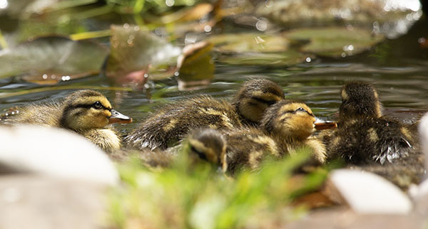 Photograph showing five downy Mallard ducklings swimming in our small dragonfly pond in the spring of 2024. One duckling has its head tipped sideways, one eye turned to the sky in response to an alarm call from its mother (who was standing just to one side, out-of-frame, when this photo was taken).