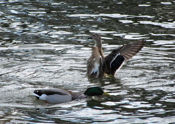 Photograph of a pair of Mallards on a wind-rumpled pond. The female Mallard is almost fully upright in the water, stretching her wings, while the male Mallard is partly submerged, captured as he surfaced from a down-turned bit of dabbling.