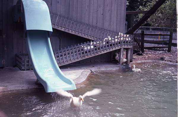 Scanned image of a color slide from the family archive. Shown here, a group of domestic white ducks are climbing a fenced wooden switch-back ramp up the side of a wooden building. The ramp leads to a blue plastic slide that drops into a pond. One duck has just come off the slide, wings extended, and is splashing into the pond.