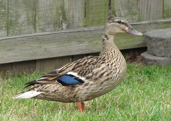 Photograph of a Mallard hen standing in a patch of mown grass in our small suburban back yard. Our wooden fence and a pair of landscape bricks are visible in the background. The primary feathers of the hen's wings are mottled shades of brown, like the rest of her feathers, but with prominent mid-wing patches of bright blue bordered with black and white.