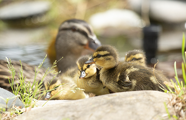 Photograph of a Mallard hen and her ducklings, taken in 2025. Four of the ducklings, in focus in the foreground, are perched on the stone border of the dragonfly pond. The hen was still in the pond, visible in the blurry background, watching over her ducklings.