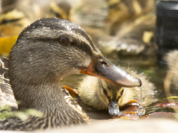 Zoom photograph of a Mallard hen and duckling. Focused tight on the hen's profile, the photo captured her after she surfaced from dabbling underwater. A large droplet of water had just fallen from the tip of her beak. One of her downy ducklings was peering toward the camera from just behind her, framed by the silhouette of her neck and beak.