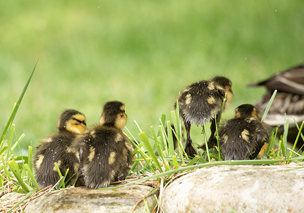 Photo of four downy Mallard ducklings, with the Mallard hen that hatched them exiting the frame to the right. The ducklings have their backs to the camera, and one has been captured mid-air as it hopped down from a stone that makes up part of the border of our backyard dragonfly pond. The mid-air duckling's webbed feet are visible in silhouette against the yard's mown grass.