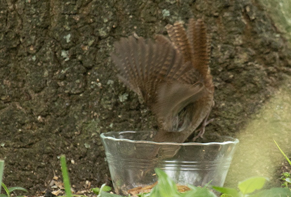 Photo of the House Wren taking a meal worm from a glass dish placed at the foot of the live oak tree. The little bird's wings and tail feathers are spread, for balance, as she reaches down into the dish.