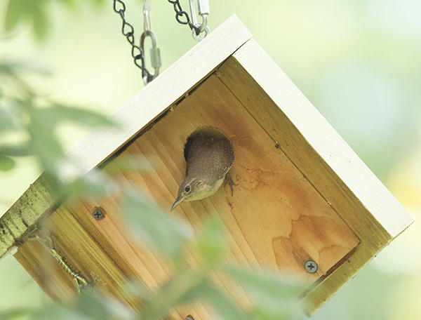 Photo of a House Wren leaning far out of her nest box, peering downward.
