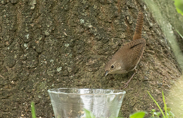 Photo of the House Wren perched on the flared root of a live oak tree, peering into a glass bowl beside the root. The alert little brown-mottled bird was looking for a meal worm meal for herself and her nestlings.