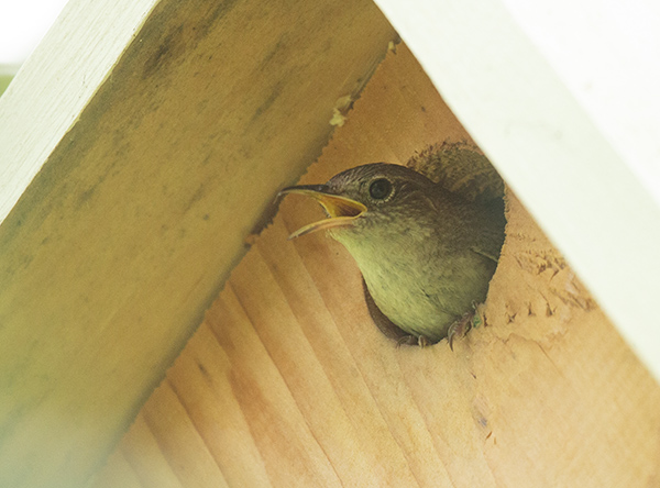 Photo of a House Wren nestling leaning out of the entry hole of its nest box. The nestling is ready to fledge and looks almost like an adult bird, though it still has the bright yellow beak margins of a nestling.