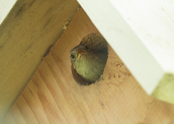 Photo of a House Wren nestling peering out of the door of its nest box. The little wren already has adult plumage, though it still has the yellow beak margins of a hungry nestling.