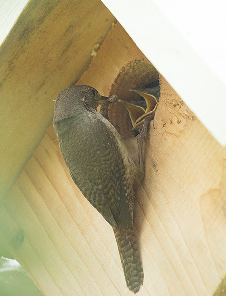 Photo of a House Wren perched in the doorway of its nest box. Two hungry beaks are waiting in the doorway, gaped open to beg for the morsel of food the parent has brought.
