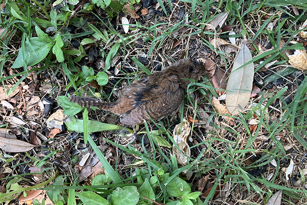Photo of a fallen House Wren in the yard, surrounded by grass, weeds, leaves, and a few empty peanut hulls left by the squirrels and blue jays. The wren's body is intact, complete with its beautiful mottled-brown feathers.
