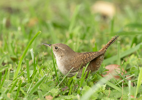Photo of a small brown-mottled House Wren perched in mown grass and weeds. The little bird has a vague pale stripe, over and behind its eye, and a slightly down-turned beak, giving it the appearance of frowning.