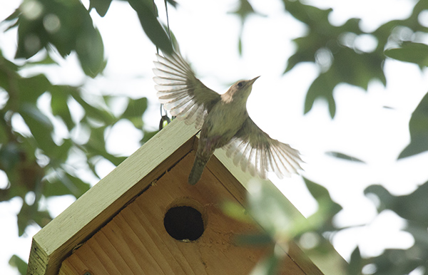 Photo of an adult House Wren flying away from its nest box. The photo is captured from beneath the box, with bright sunlight filtering through the surrounding leaves of our live oak tree. The bird's wings are spread, primaries translucent against the bright background of sky.