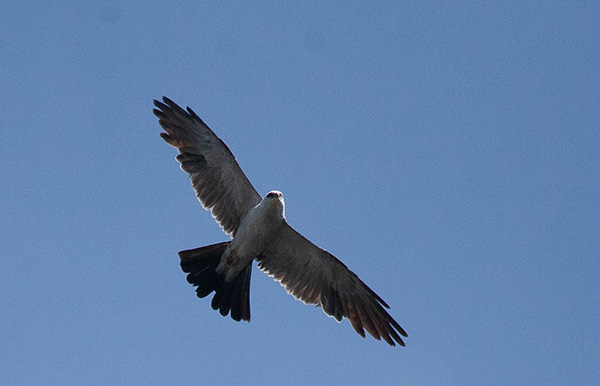Photo of a Mississippi Kite soaring overhead against a background of bright blue sky.